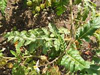 Morelle de Balbis - Solanum sisymbrifolium ou Solanum Balbisii (fam Solanacees) (3) (Photo F. Mrugala)